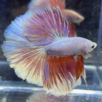 betta467