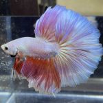 betta467