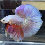 betta467