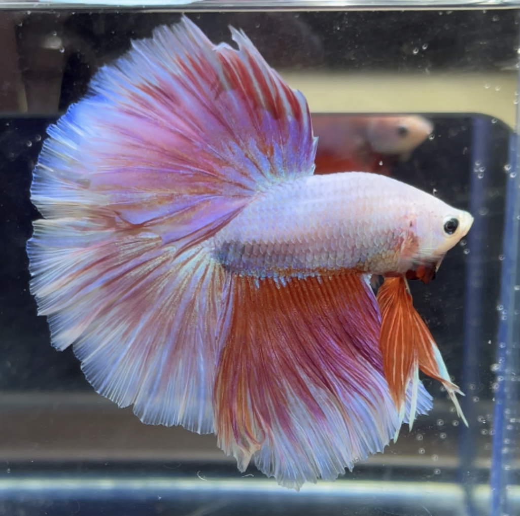 betta467