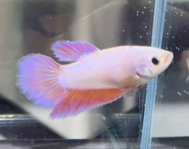 betta448