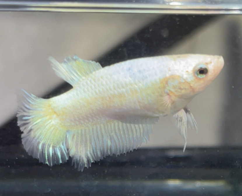 betta447