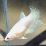 betta447
