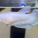 betta446