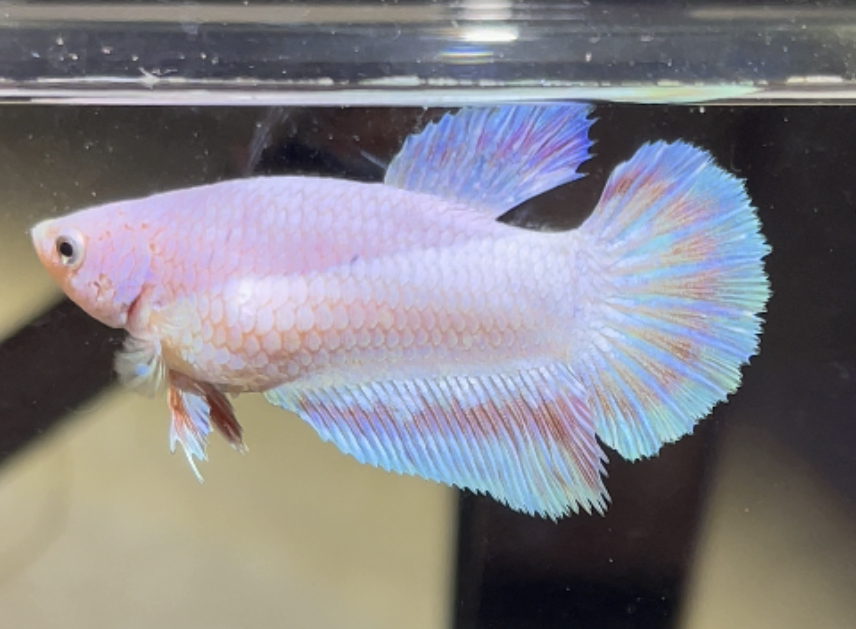 betta446