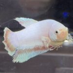 betta446