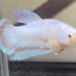 betta446