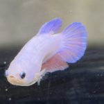 betta445