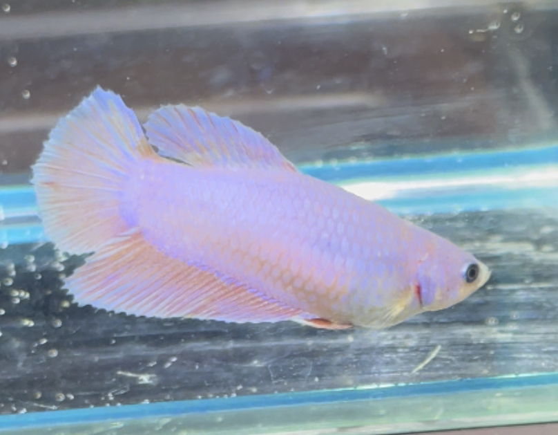betta445
