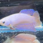betta445
