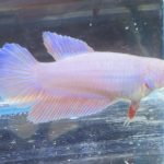 betta445
