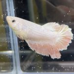 betta444