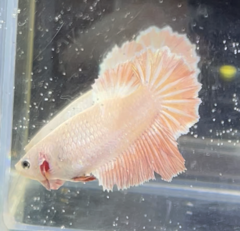 betta444