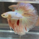 betta439