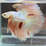 betta439