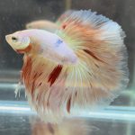 betta439