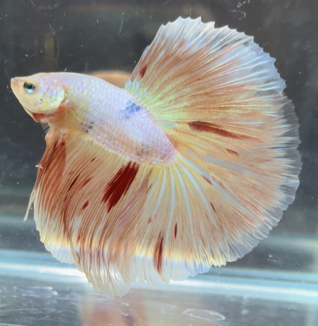 betta439