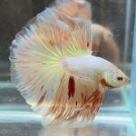 betta439