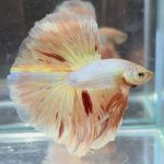 betta439