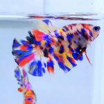 betta492