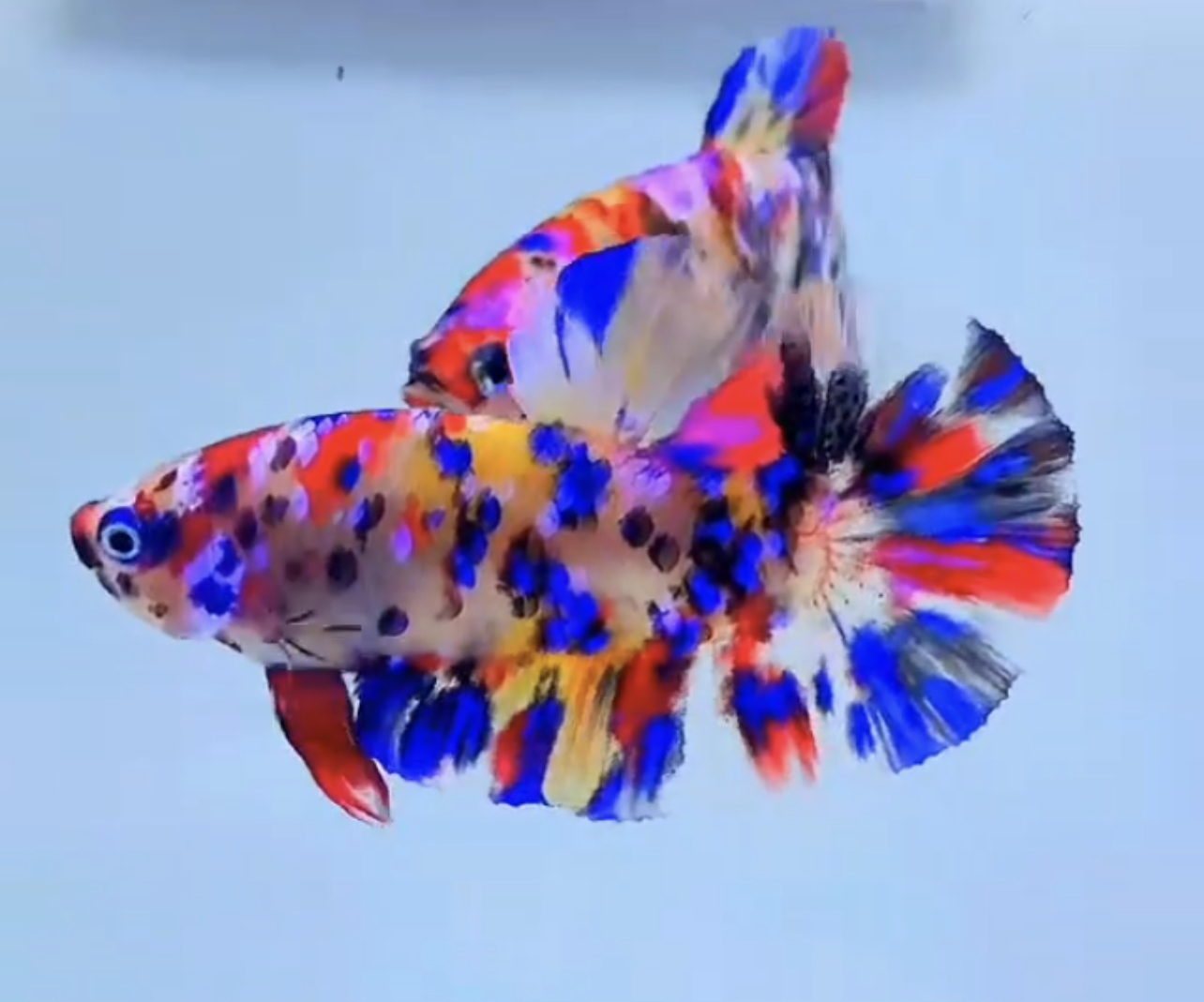 betta492