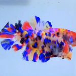 betta492