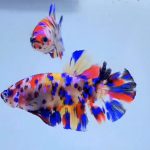 betta492