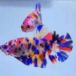 betta492
