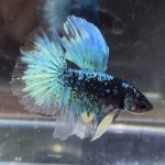 betta491