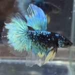 betta491