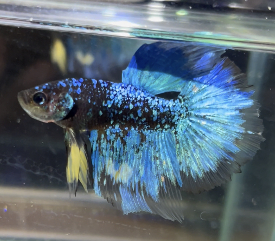 betta491