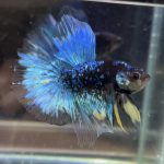 betta491