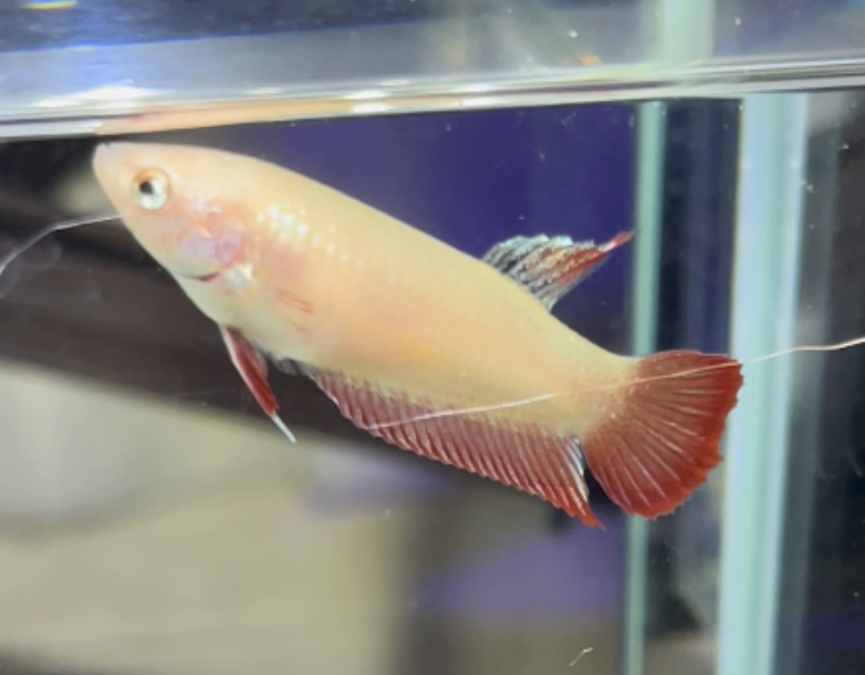 betta490