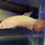 betta490