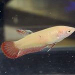 betta490