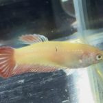 betta490