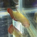 betta490
