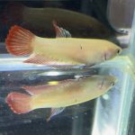 betta490