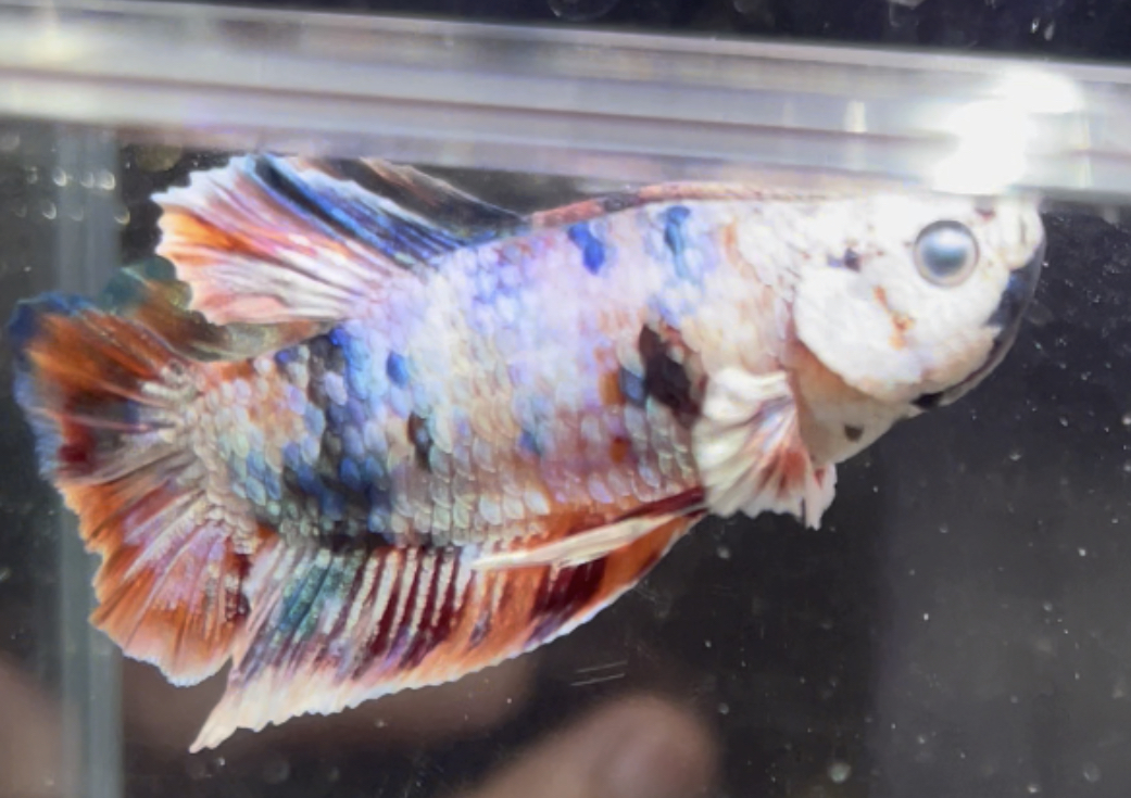 betta489