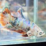 betta489