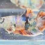 betta489
