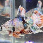 betta489