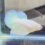 betta488