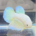 betta488