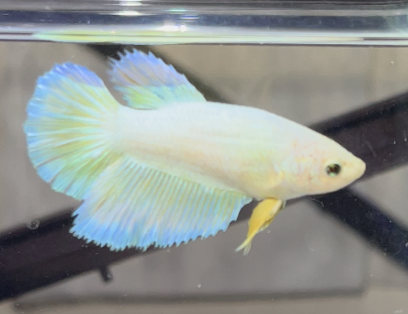 betta488