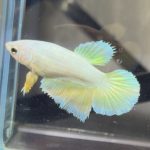 betta488