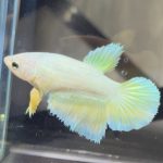 betta488