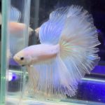 betta487