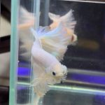 betta487