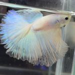 betta487